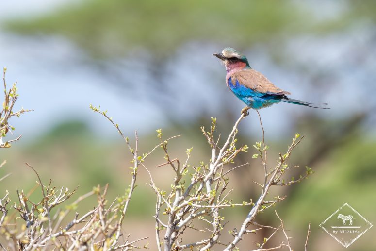Rollier à longs brins, Samburu