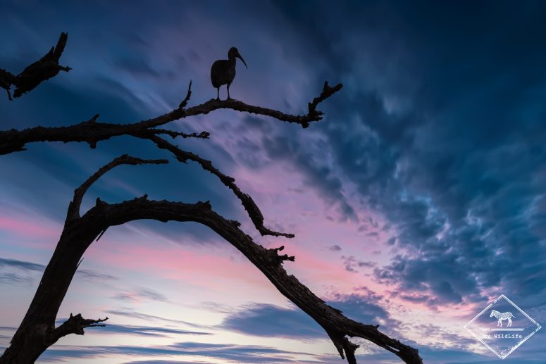 Ibis hagedash, Samburu
