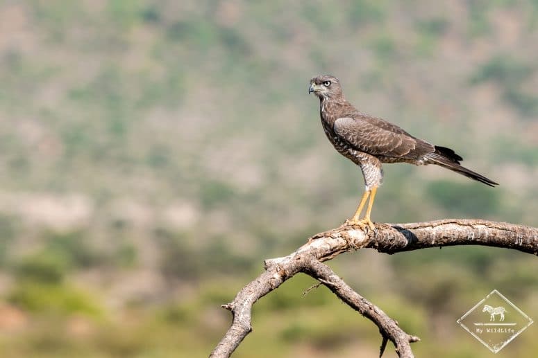 Autour à ailes grises juvénile, Samburu