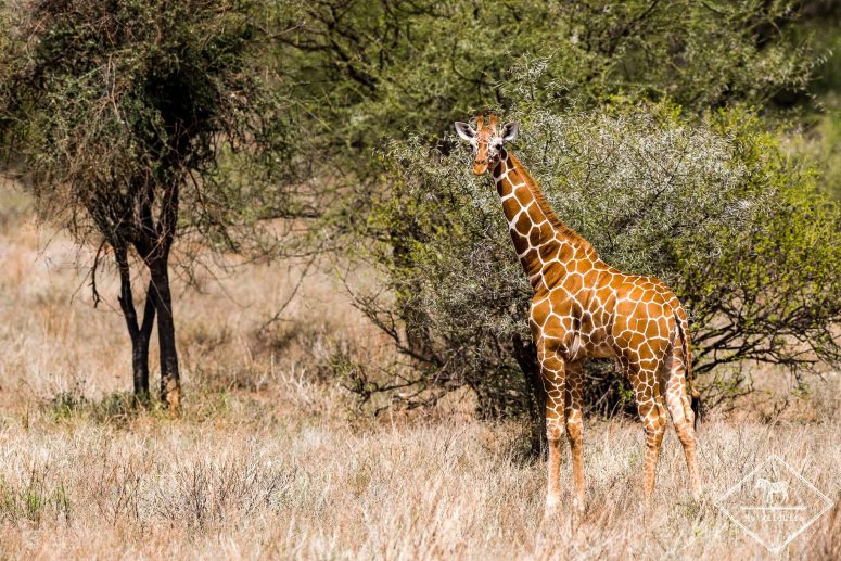 Girafe réticulée, Samburu