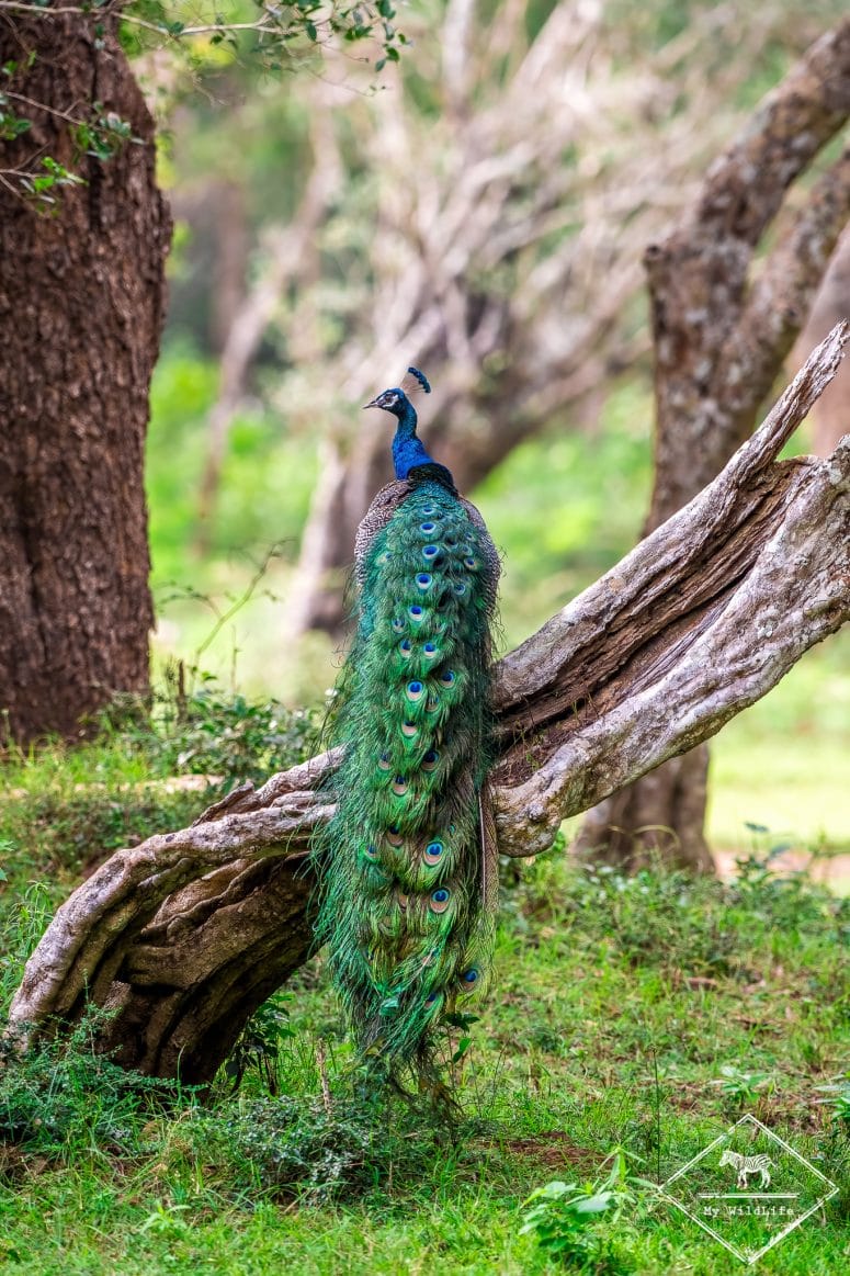 Paon bleu, parc national Wilpattu, Sri Lanka