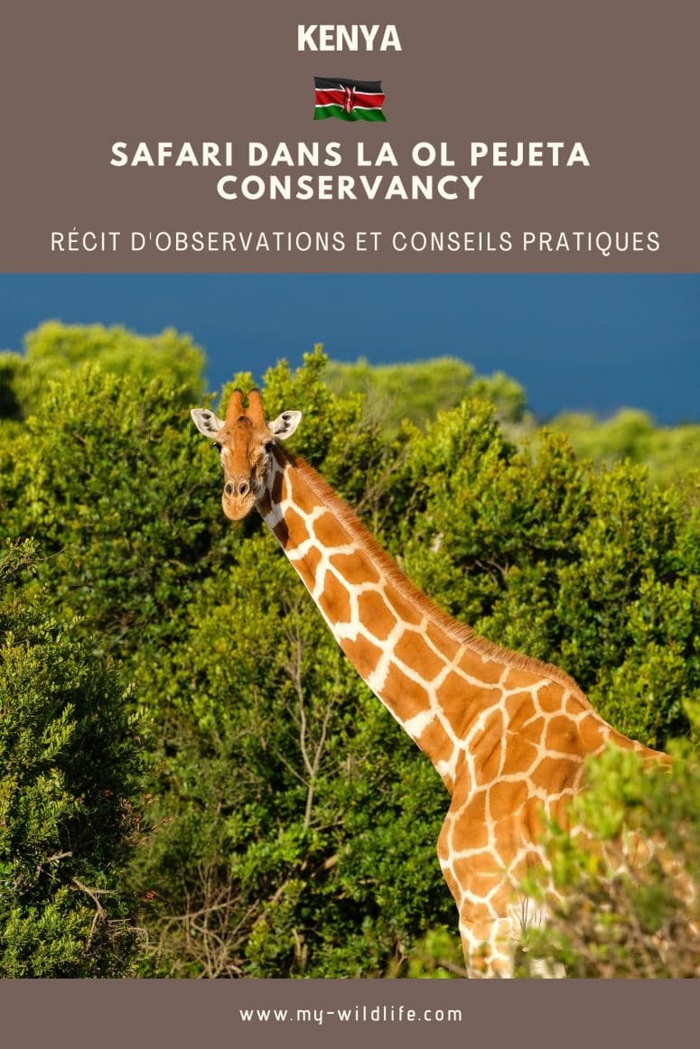 Safari dans la Ol Pejeta Conservancy