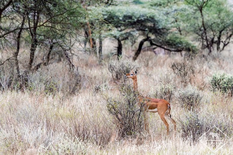 Gazelle girafe, Samburu