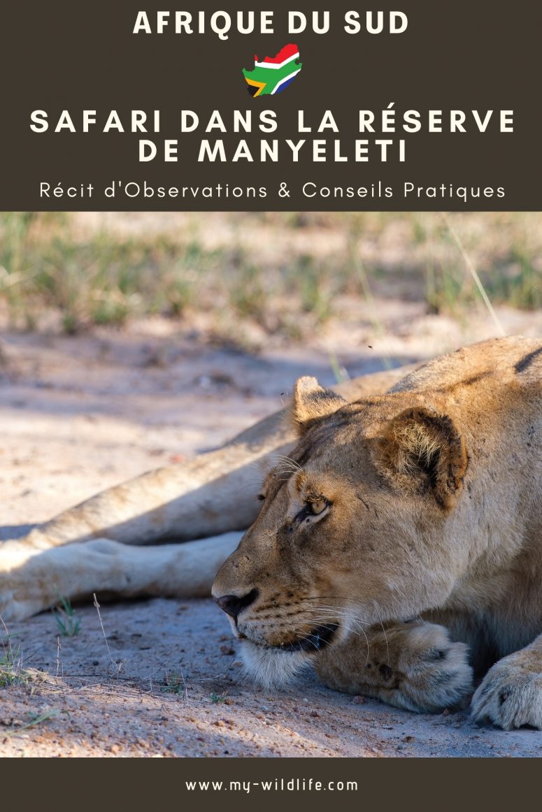 Safari dans la réserve de Manyeleti
