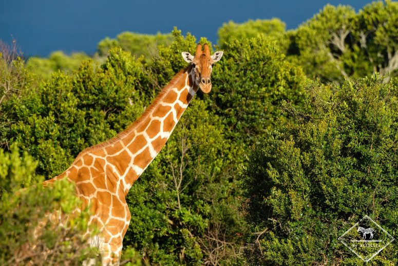 Girafe réticulée, Ol Pejeta Conservancy