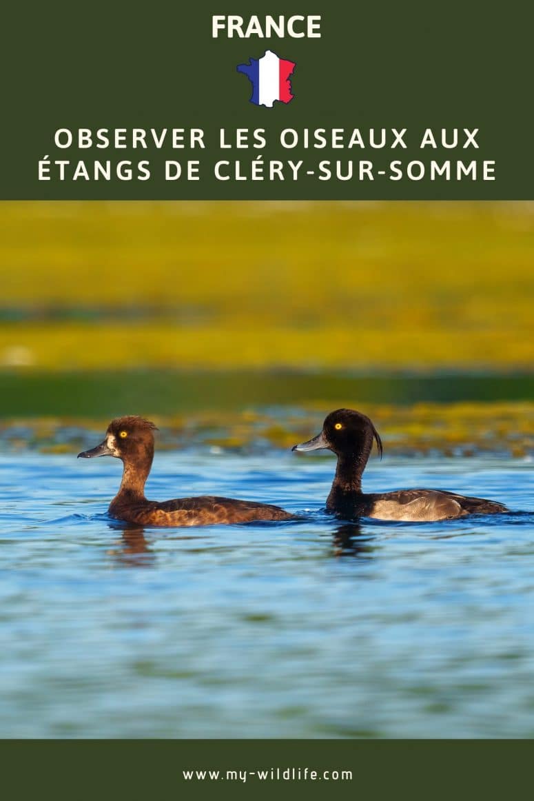 Observer les oiseaux aux étangs de Cléry-sur-Somme