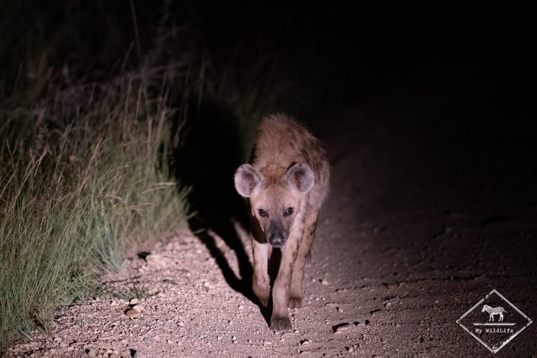Hyène tachetée, réserve de Manyeleti