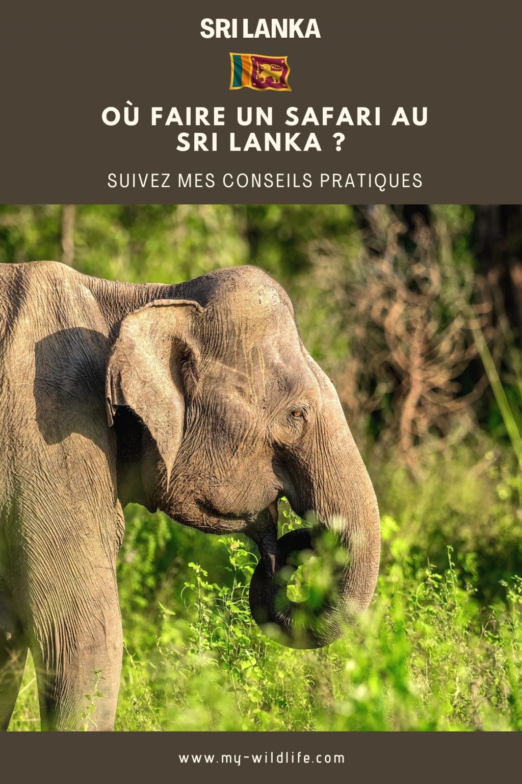 Où faire un safari au Sri Lanka ?