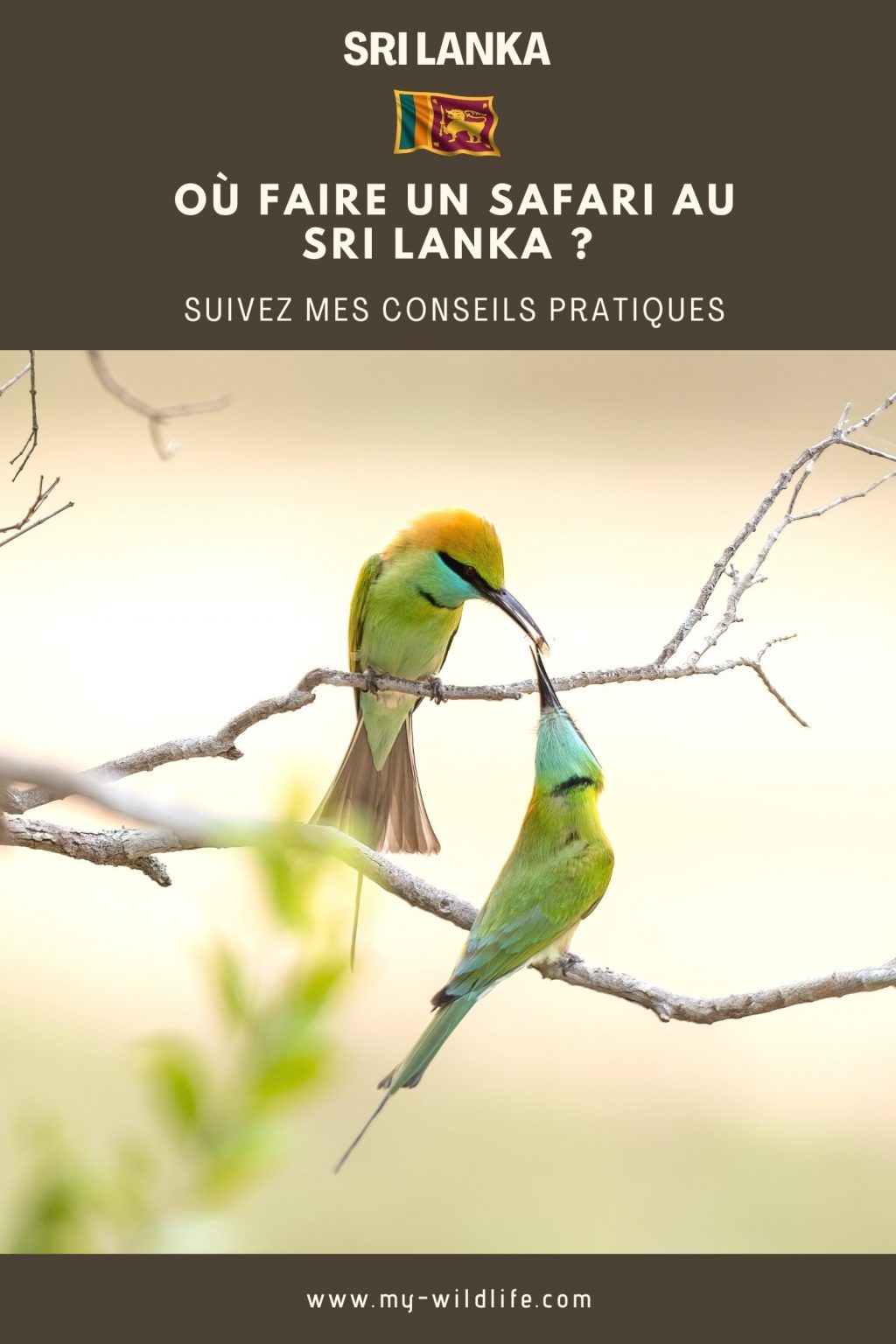 Où faire un safari au Sri Lanka ?