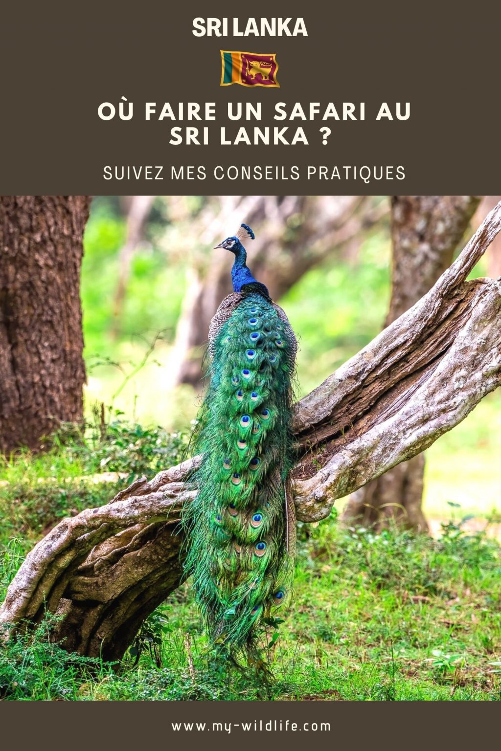 Où faire un safari au Sri Lanka ?