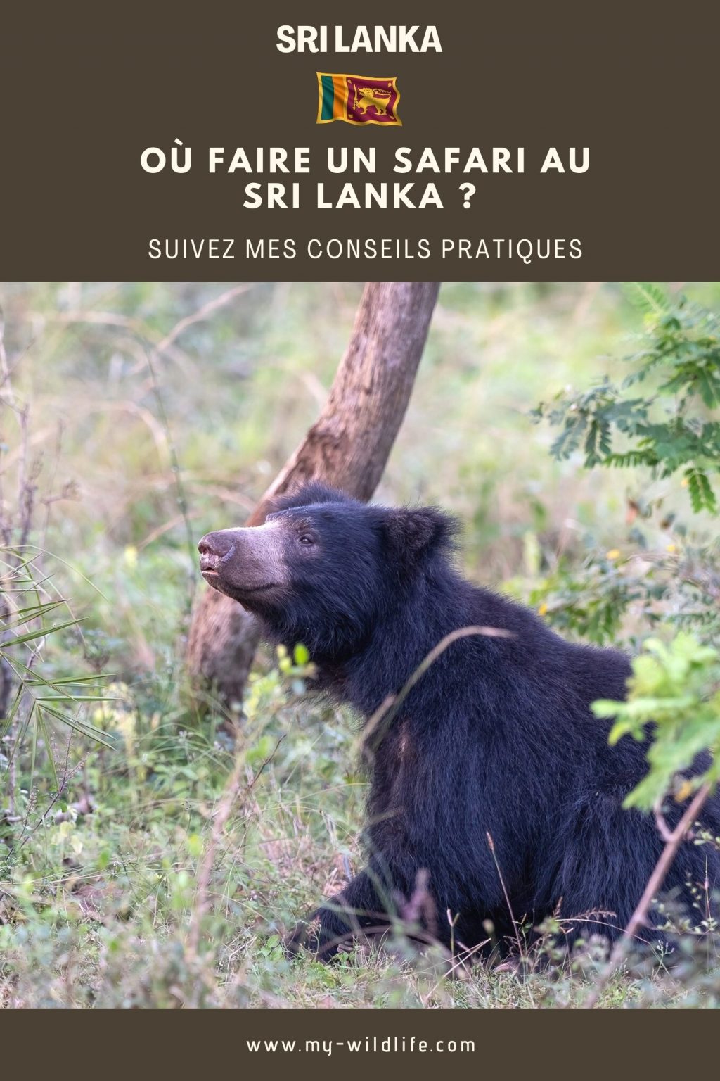 Où faire un safari au Sri Lanka ?