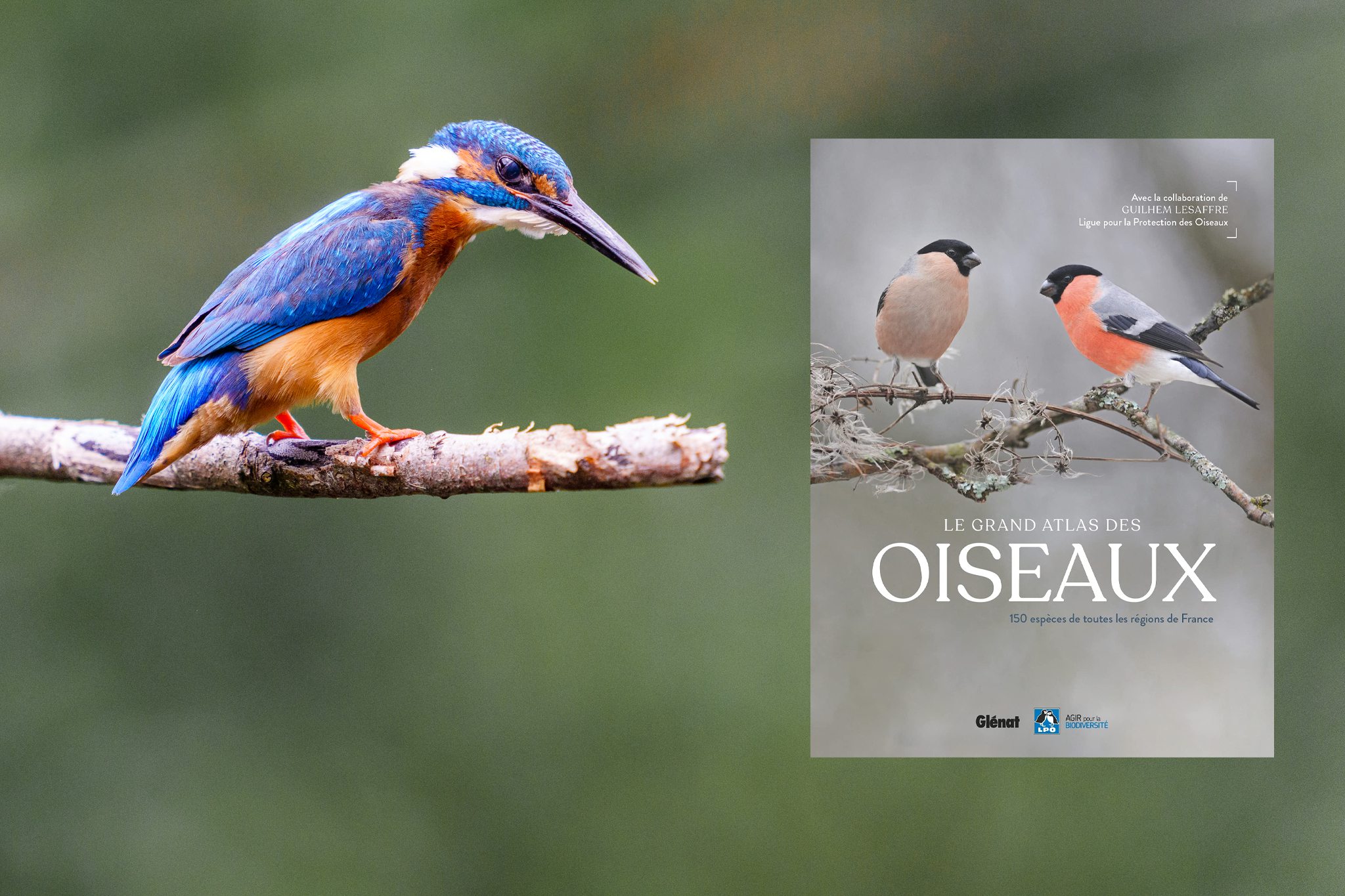 Le grand Atlas des oiseaux : 150 oiseaux des régions de France