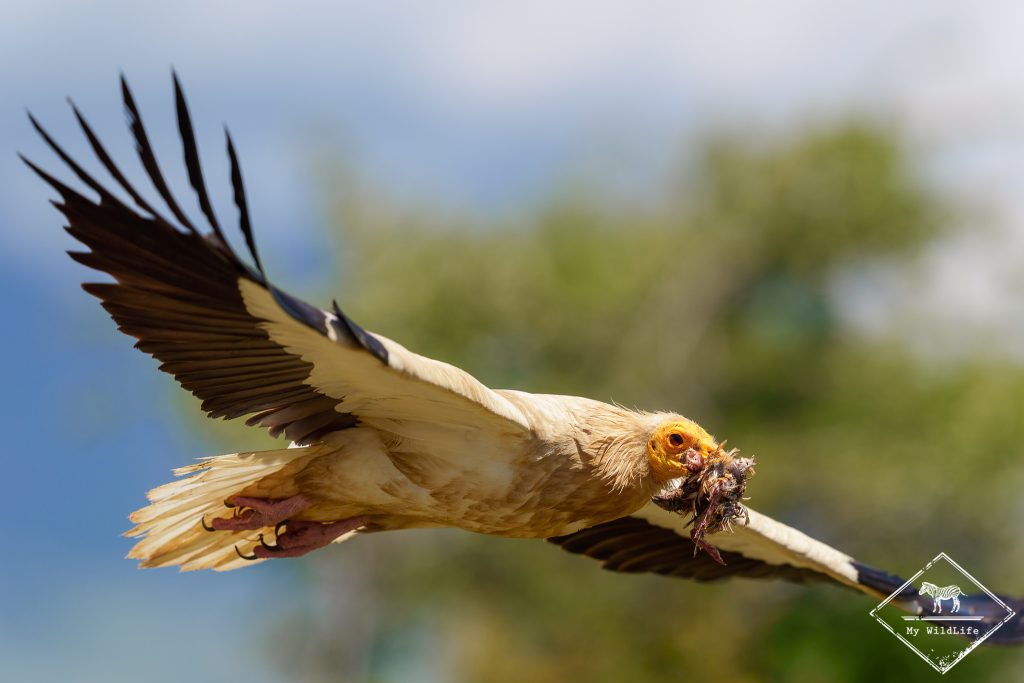 Vautour percnoptère, Catalogne