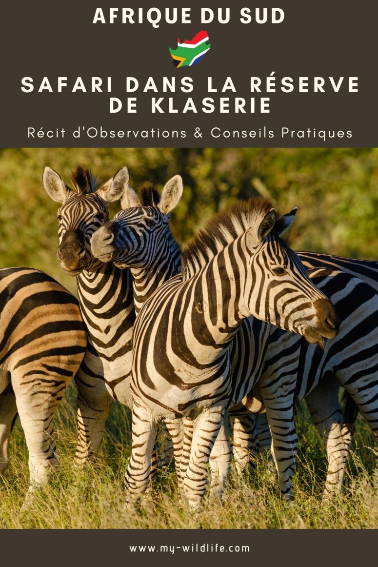 Zèbres des plaines, réserve privée de Klaserie