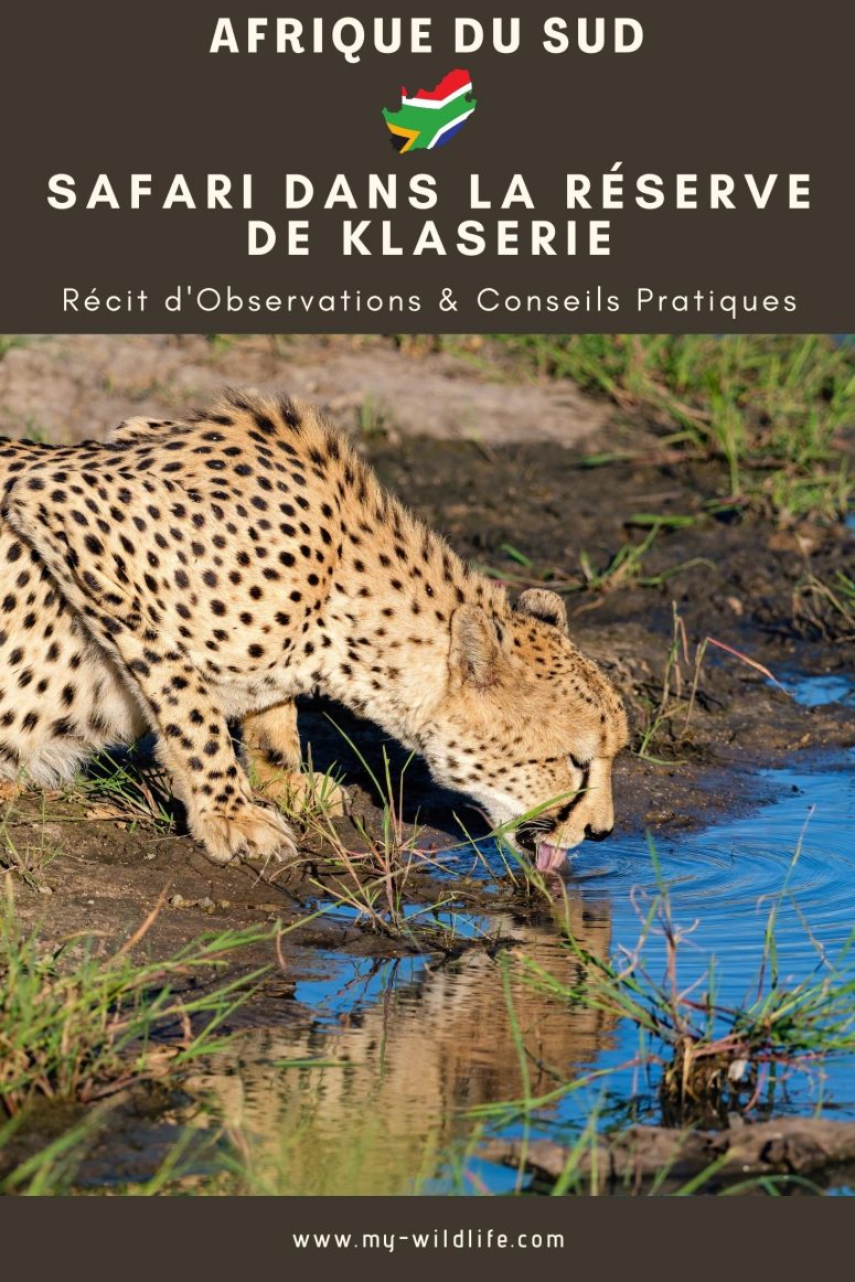 Guépard, réserve privée de Klaserie