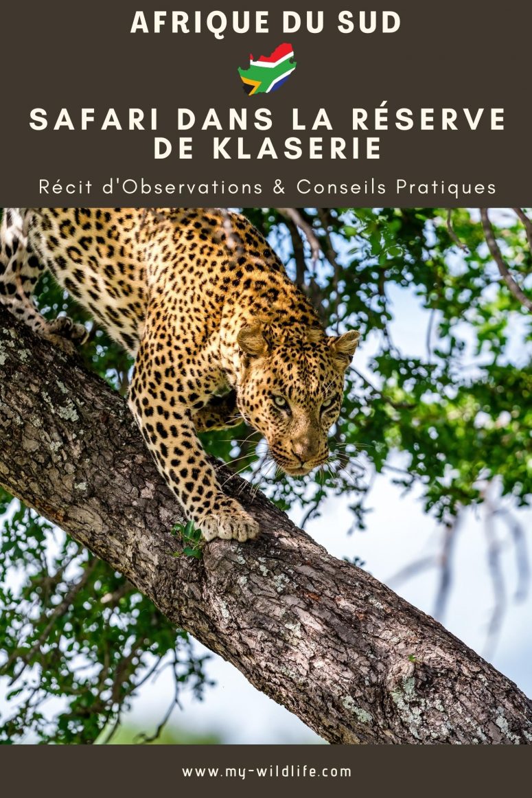 Léopard, réserve privée de Klaserie