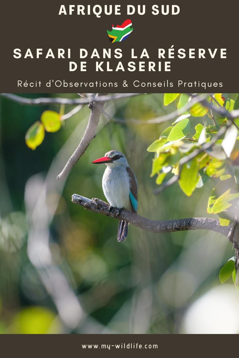 Martin-chasseur du Sénégal, réserve privée de Klaserie