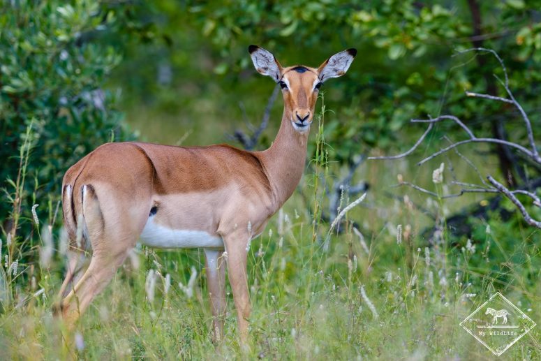 Impala, réserve privée de Klaserie