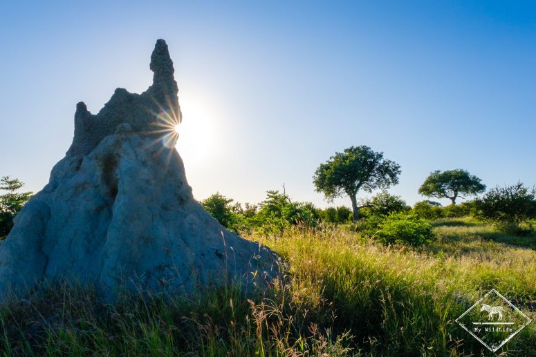 Réserve privée de Klaserie