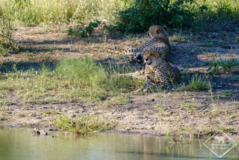 Guépards, réserve privée de Klaserie