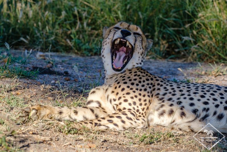 Guépard qui baille, réserve privée de Klaserie