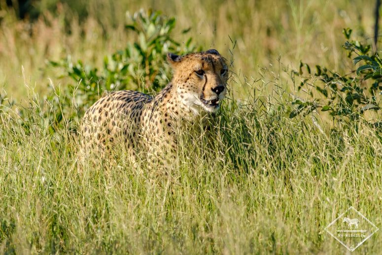 Guépard, réserve privée de Klaserie