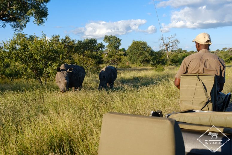 Rhinocéros blanc, réserve privée de Klaserie