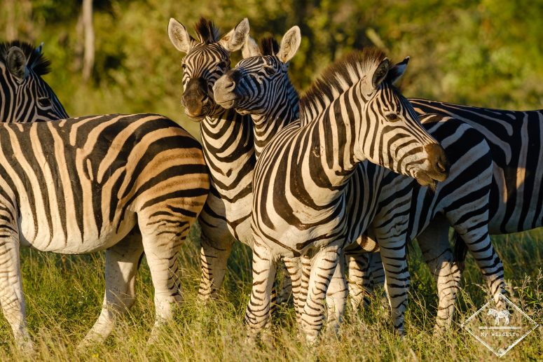 Zèbres des plaines, réserve privée de Klaserie