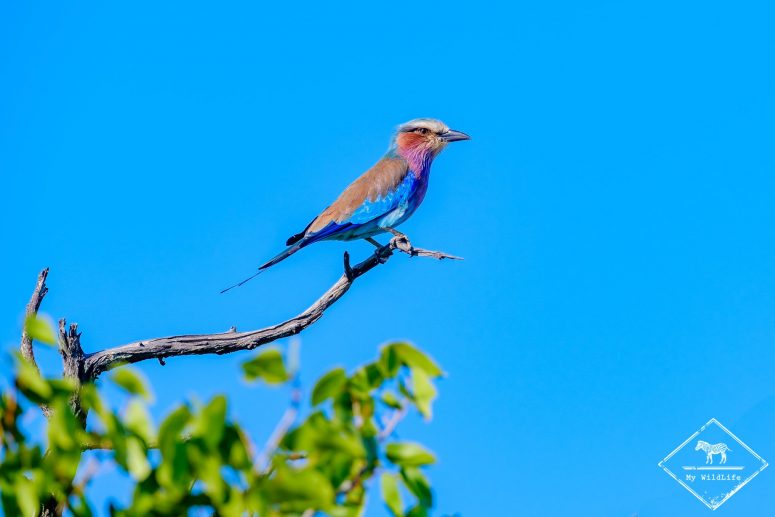 Rollier à longs brins, réserve privée de Klaserie