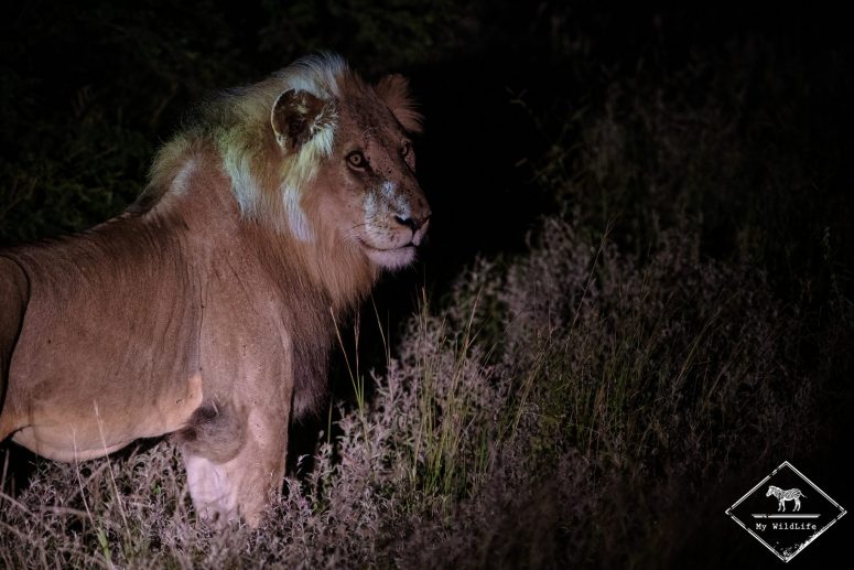 Lion, réserve privée de Klaserie