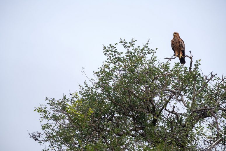 Aigle de Wahlberg, réserve privée de Klaserie