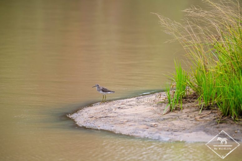 Chevalier sylvain, réserve privée de Klaserie