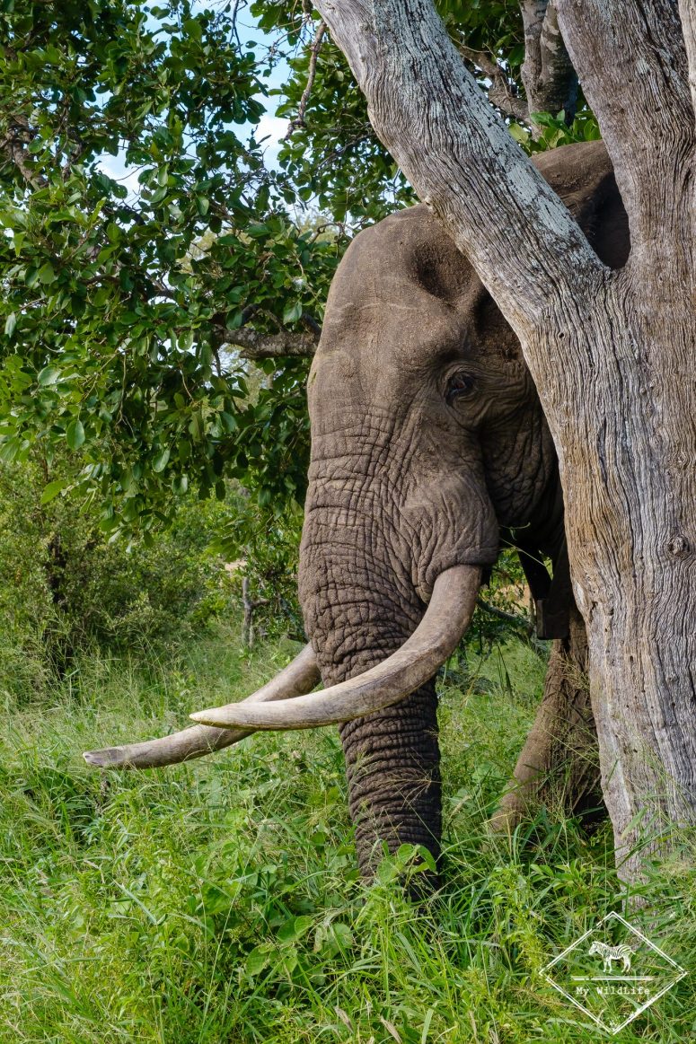 Eléphant, réserve privée de Klaserie