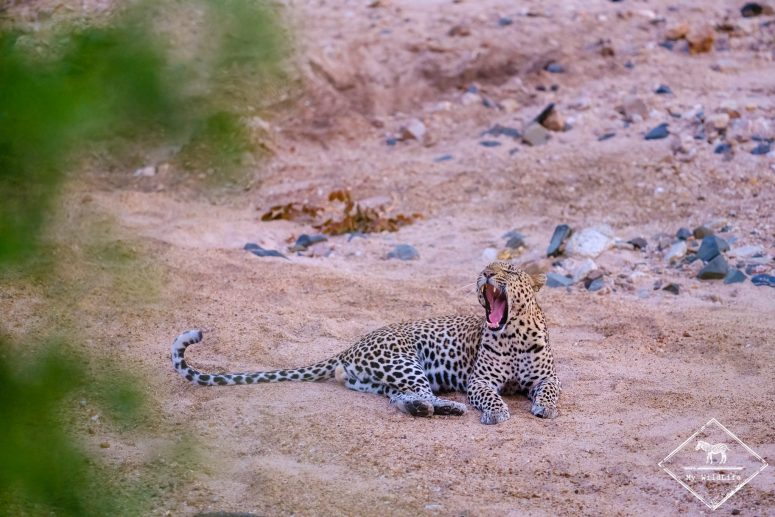 Léopard, réserve privée de Klaserie