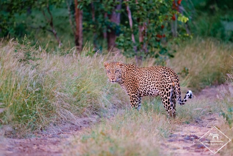 Léopard, réserve privée de Klaserie