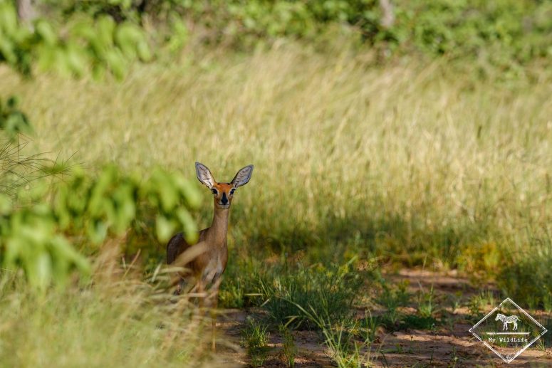 Steenbok, réserve privée de Klaserie