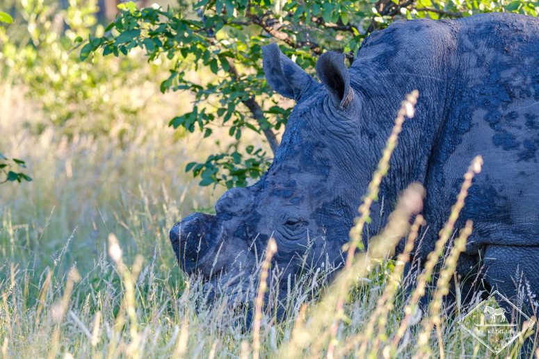 Rhinocéros blanc, réserve privée de Klaserie