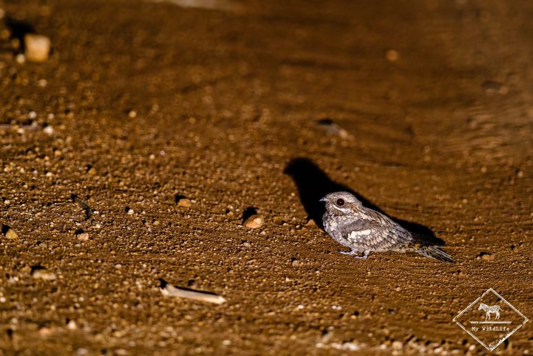 Engoulevent de Mozambique, réserve privée de Klaserie