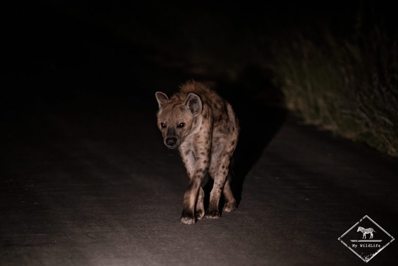 Hyène tachetée, réserve privée de Klaserie