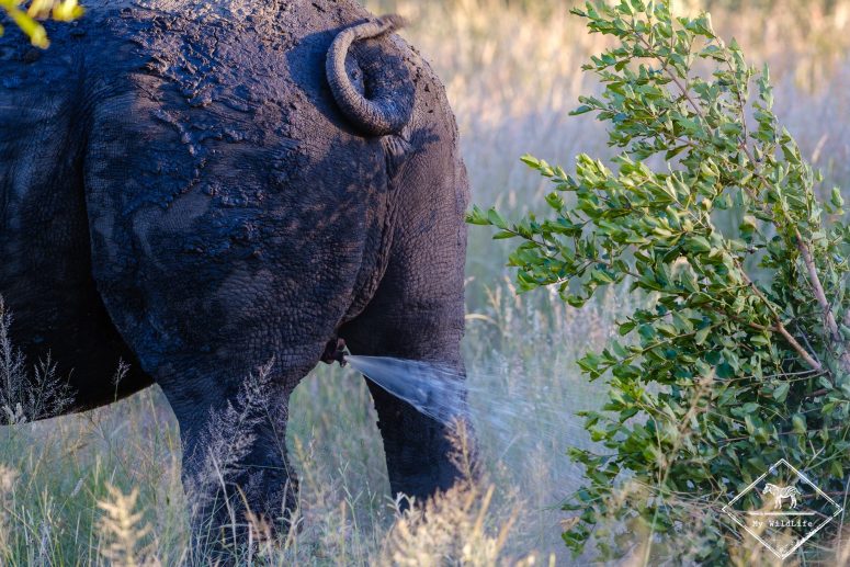 Rhinocéros blanc urinant, réserve privée de Klaserie