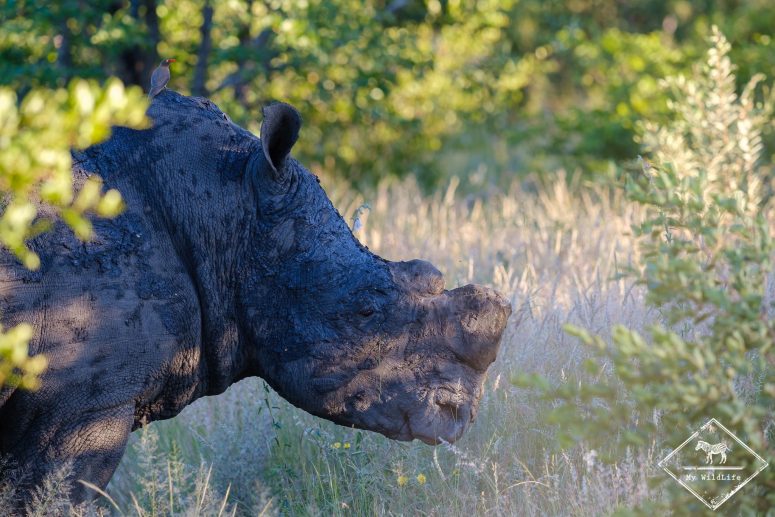 Rhinocéros blanc, réserve privée de Klaserie