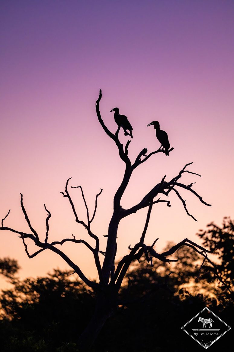 Bucorves du sud, réserve privée de Klaserie