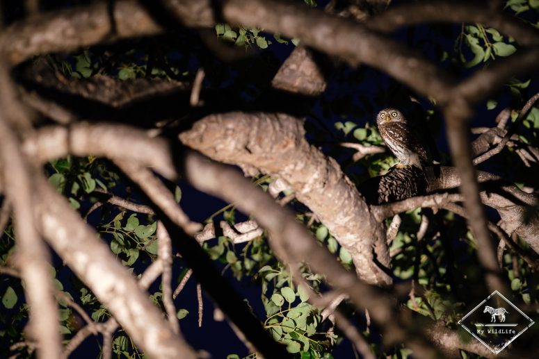 Chevêchette perlée, réserve privée de Klaserie