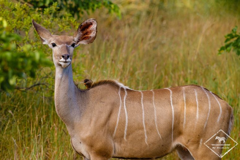 Grand koudou, Réserve privée de Klaserie