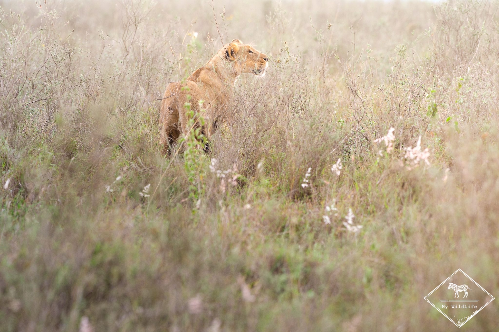 Lion, parc national de Nairobi