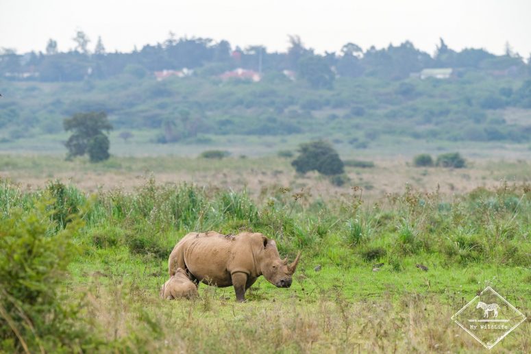 Rhinocéros blancs, parc national de Nairobi