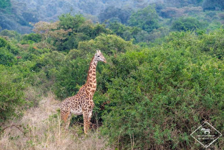 Girafe, parc national de Nairobi