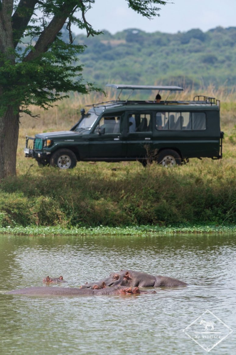 Hippopotames, parc national de Nairobi
