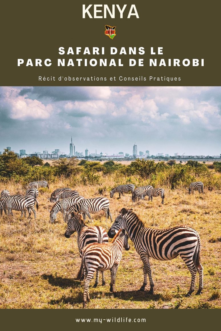 Faire son safari près des gratte-ciels de Nairobi