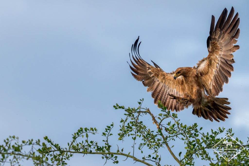 Aigle ravisseur, migration et naissances au serengeti